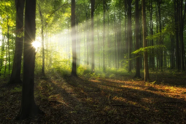 阳光明媚的早晨在绿色森林 — 图库照片