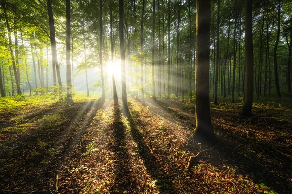 Schöner Sonniger Morgen Grünen Wald — Stockfoto