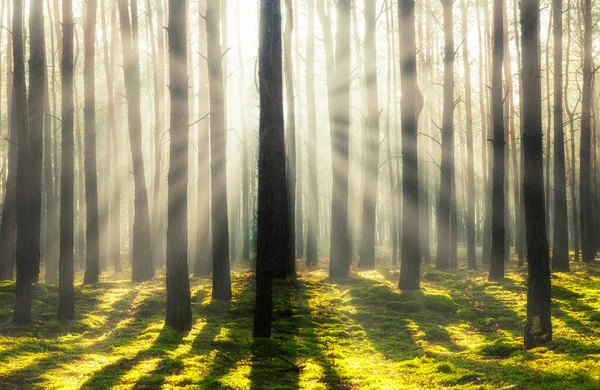 Ormanda güzel bir sabah