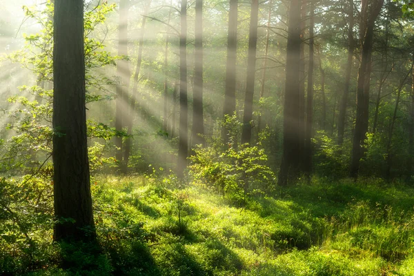 Belle Matinée Ensoleillée Dans Forêt — Photo