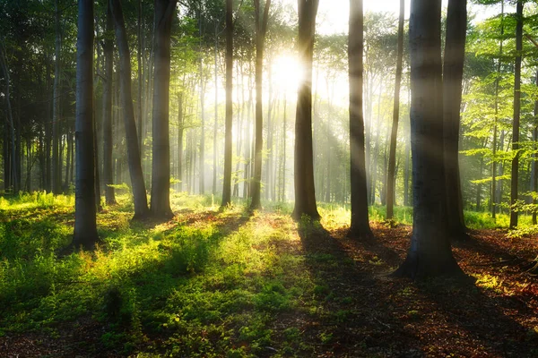 güneşli sabah orman