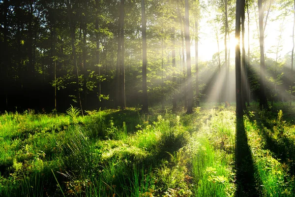 güneşli sabah orman