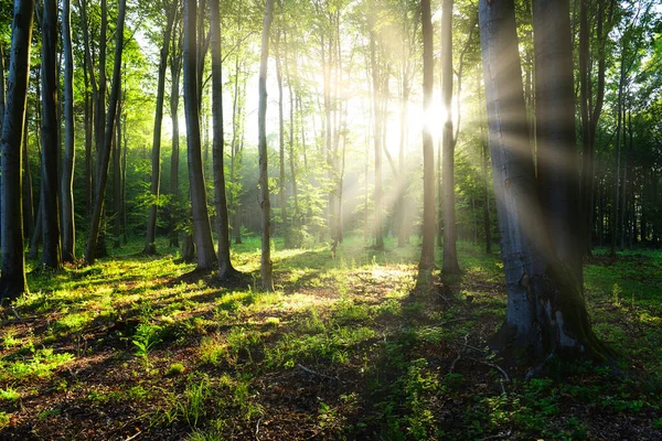 Sonniger Morgen Wald — Stockfoto