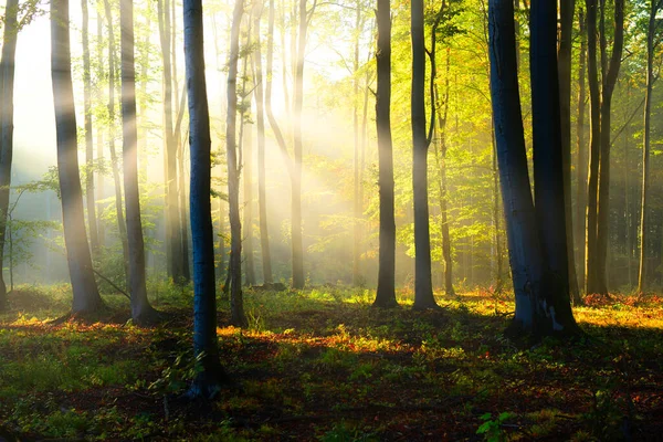 Krásné Ráno Lese — Stock fotografie