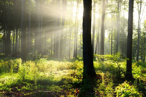 Ηλιόλουστο Πρωί Στο Δάσος — Φωτογραφία Αρχείου