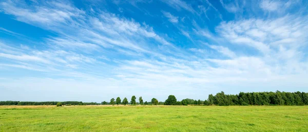 Piękny Letni Dzień Nad Zielonymi Polami Przeciwko Błękitnemu Zachmurzonemu Niebu — Zdjęcie stockowe