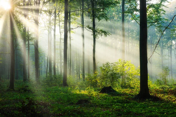 Ormanda güzel bir sabah