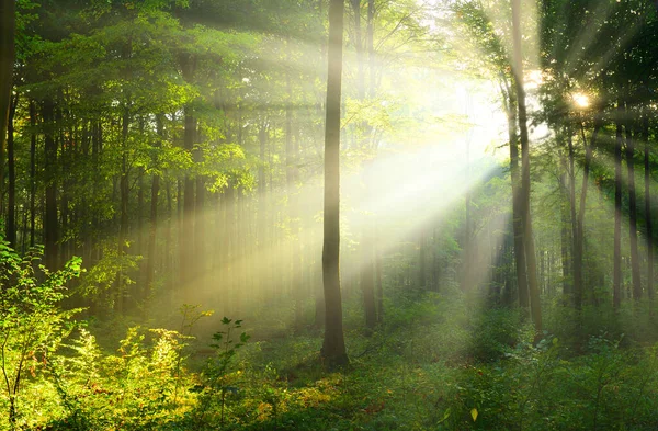 güneşli sabah orman