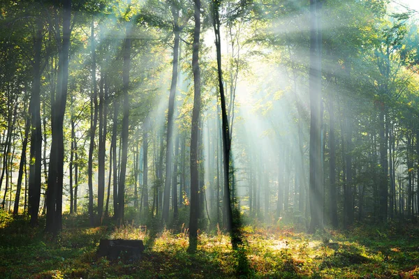 Prachtige Ochtend Het Bos — Stockfoto