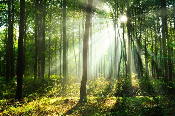 Vacker Morgon Skogen — Stockfoto