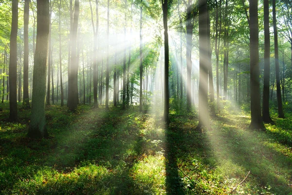 Ormanda güzel bir sabah