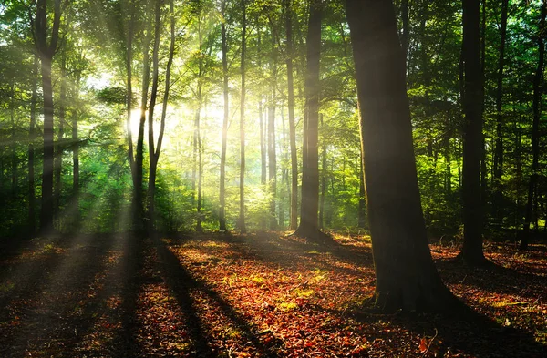 Prachtige Waterval Het Bos — Stockfoto