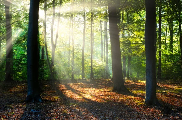 Sonniger Morgen Wald — Stockfoto