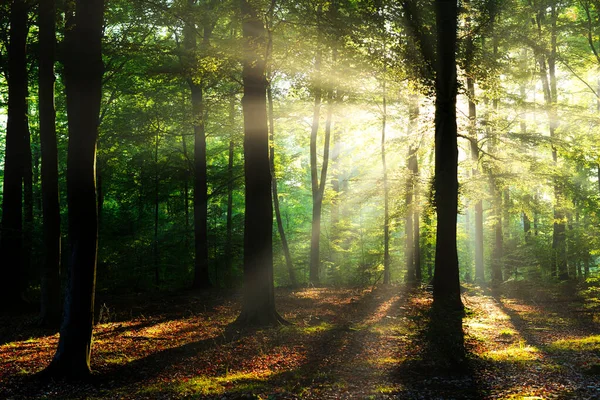 Güneşli Sabah Orman — Stok fotoğraf
