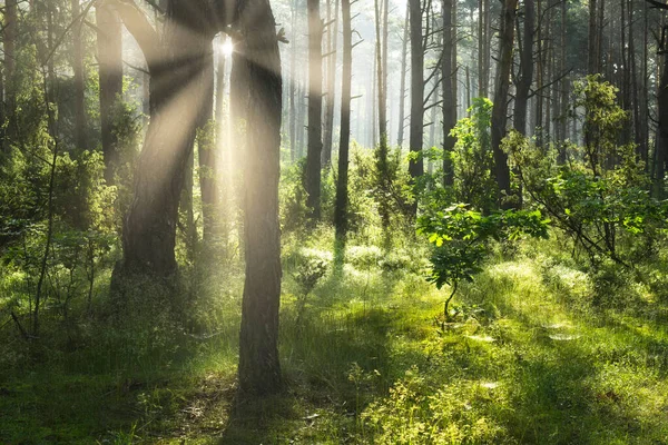 Sonniger Morgen Wald — Stockfoto