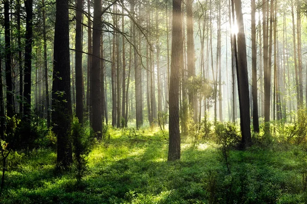 Manhã Ensolarada Floresta — Fotografia de Stock