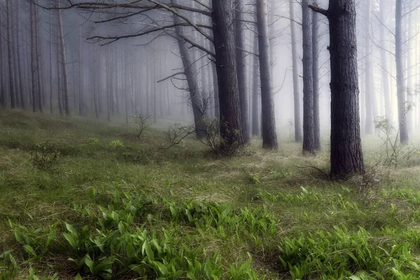 Σκούρο Δάσος Καλυμμένο Ομίχλη — Φωτογραφία Αρχείου