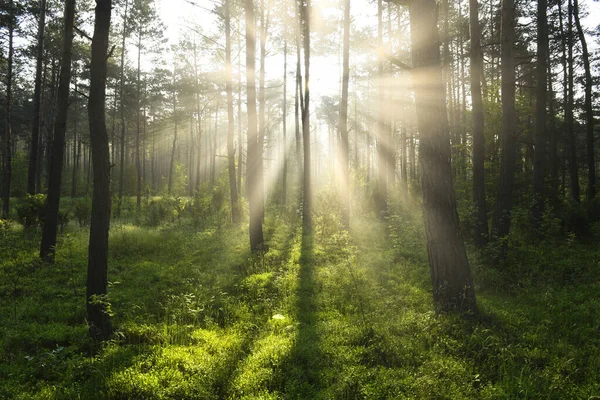 Matin Ensoleillé Dans Forêt — Photo