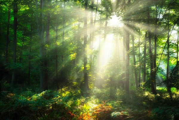 Belle Matinée Dans Forêt — Photo