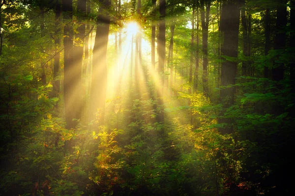 Beautiful Morning Forest — Stock Photo, Image