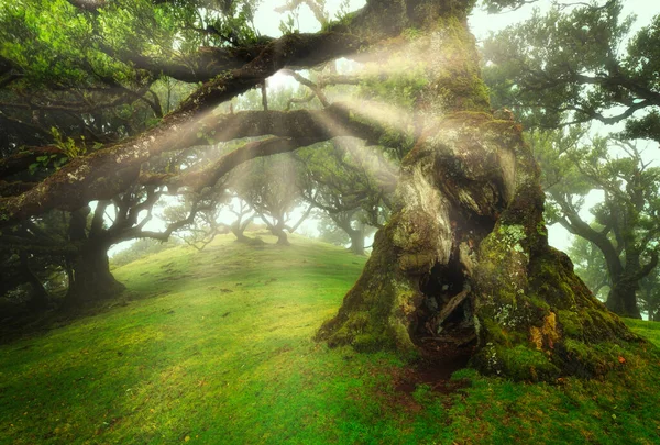 Oude Cederboom Het Fanal Bos Madeira Eiland Griekenland — Stockfoto