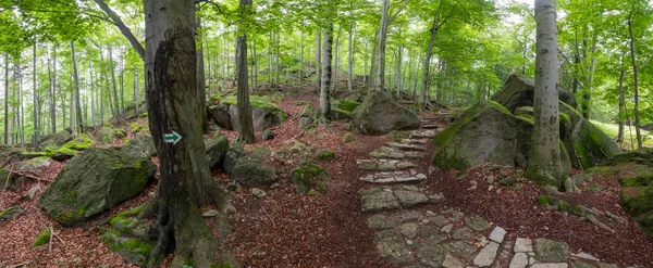 Beautiful Sunny Morning Green Forest — Stock Photo, Image