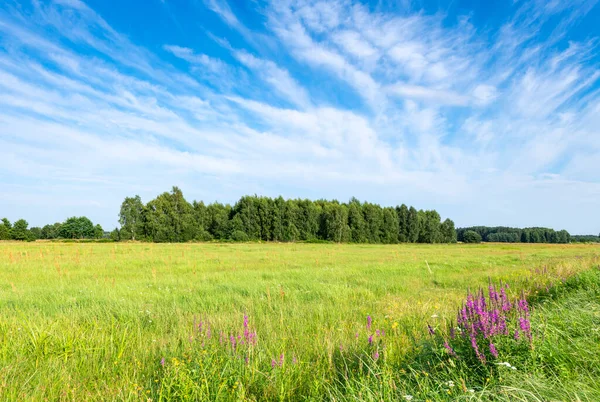 Bella Alba Sul Prato Estivo — Foto Stock