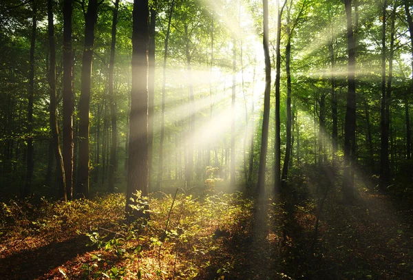 Morning Forest — Stock Photo, Image