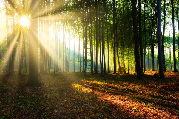 Mañana Bosque — Foto de Stock