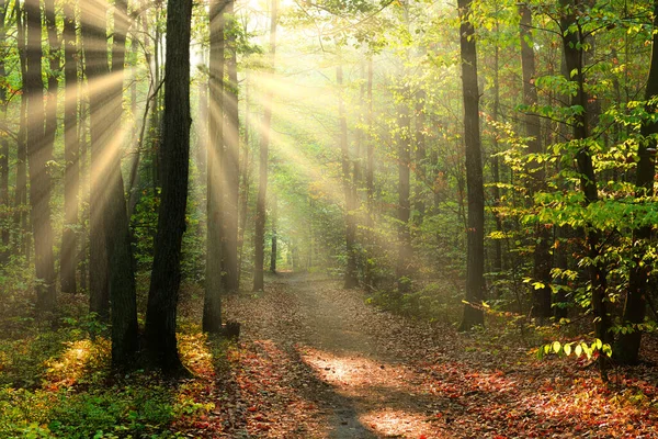 Morgen Wald — Stockfoto