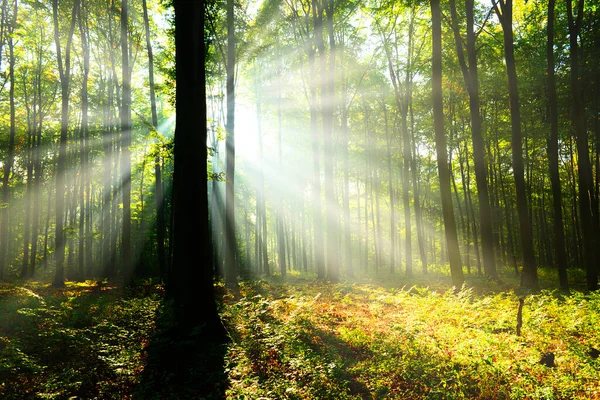 Zöld Erdő Gyönyörű Napfényes Reggelen — Stock Fotó