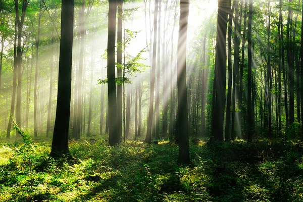 Çok güzel bir güneşli sabah yeşil orman