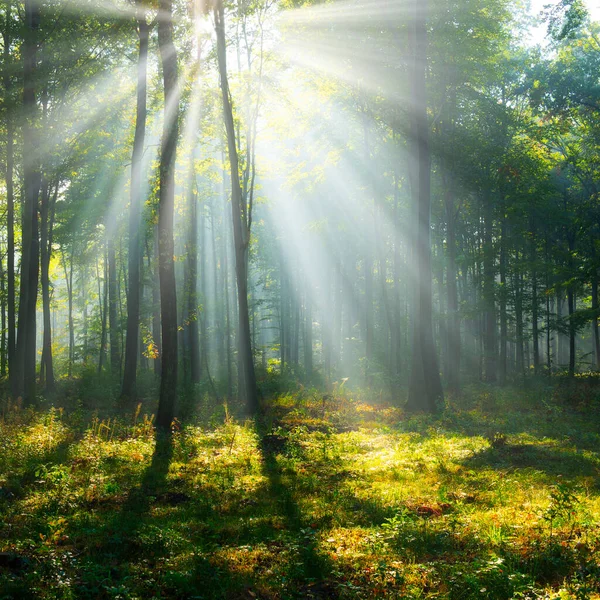 Morgon Den Gröna Skogen Stockbild