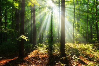 Çok güzel bir güneşli sabah yeşil orman