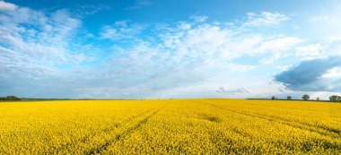 Tecavüz sahalarında güzel bir gün - panorama