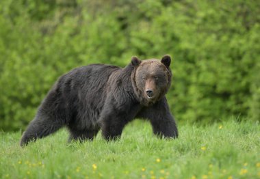 Vahşi kahverengi ayı (Ursus arctos )