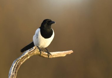 Saksağan kuşu kapat (Pica pica )