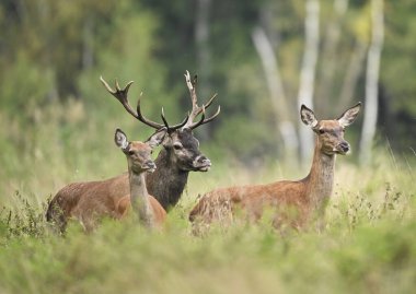 European deer herd ( Cervus elaphus ) during rut