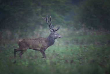 Avrupa geyiği erkek geyiği (Cervus elaphus )