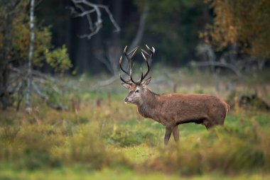 European deer male buck ( Cervus elaphus )