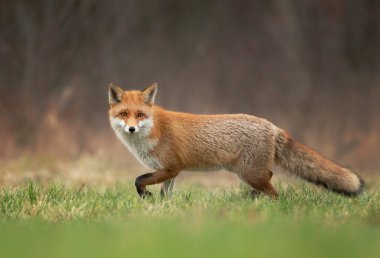 Kızıl Tilki (Vulpes vulpes) Kapat