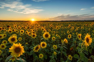 Ayçiçeği tarlasında güzel gün batımı