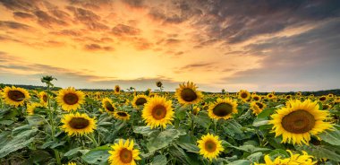 ayçiçekleri alanı üzerinde güzel gün batımı