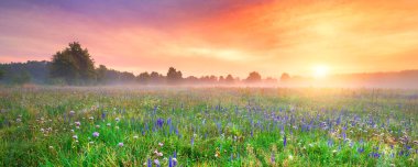 Beautiful foggy sunrise over field of flowers