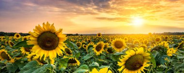 Ayçiçeği tarlasında güzel gün batımı