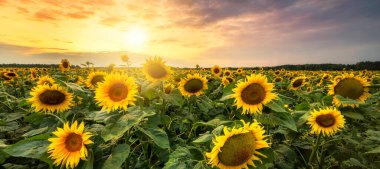 Ayçiçeği tarlasında güzel gün batımı