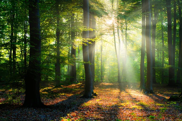 Vacker Solig Morgon Gröna Skogen — Stockfoto