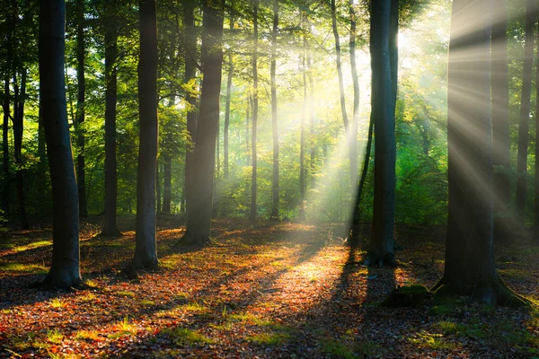 Belle Matinée Ensoleillée Dans Forêt Verte — Photo