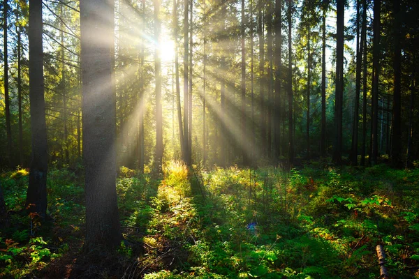 阳光明媚的早晨在绿色森林 — 图库照片