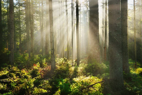 Belle Matinée Ensoleillée Dans Forêt Verte — Photo